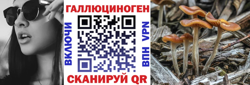 Псилоцибиновые грибы мицелий Кировск